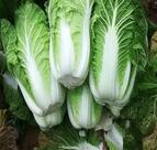 冬季养生白菜是首选？