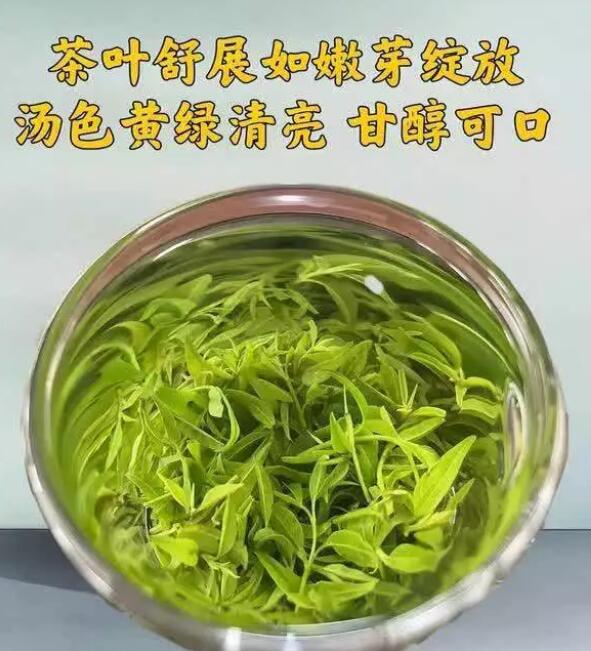 苦丁茶大小叶的秘密