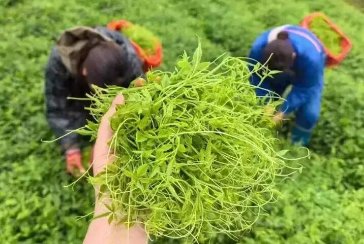 ��Ҷ�ε�Ҷ������