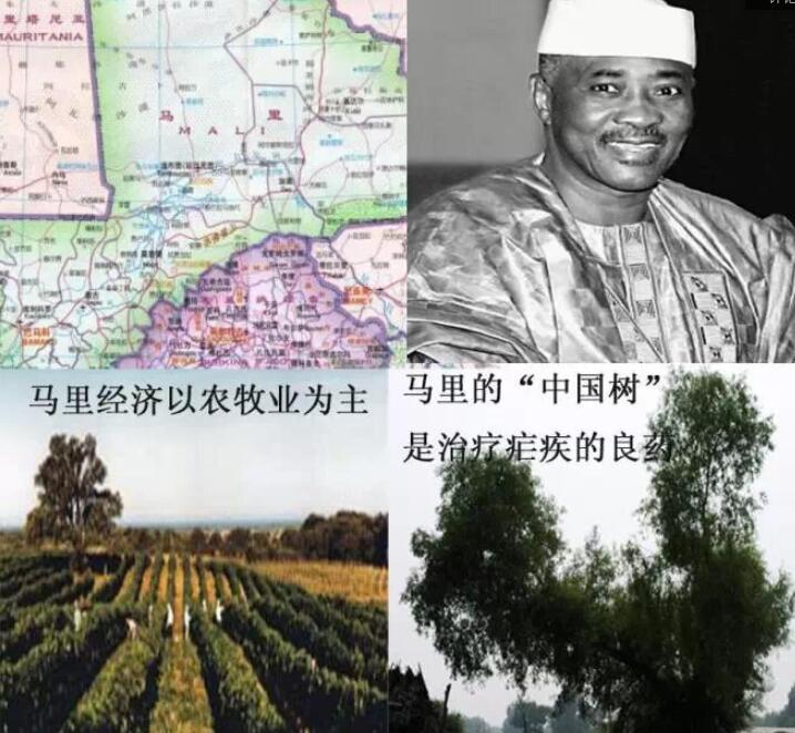 马里有一种“中国树”