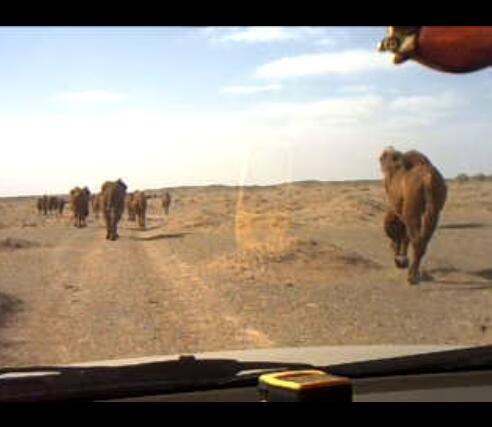 赶着骆驼去开音乐会