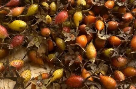 ��ӣ�������о�